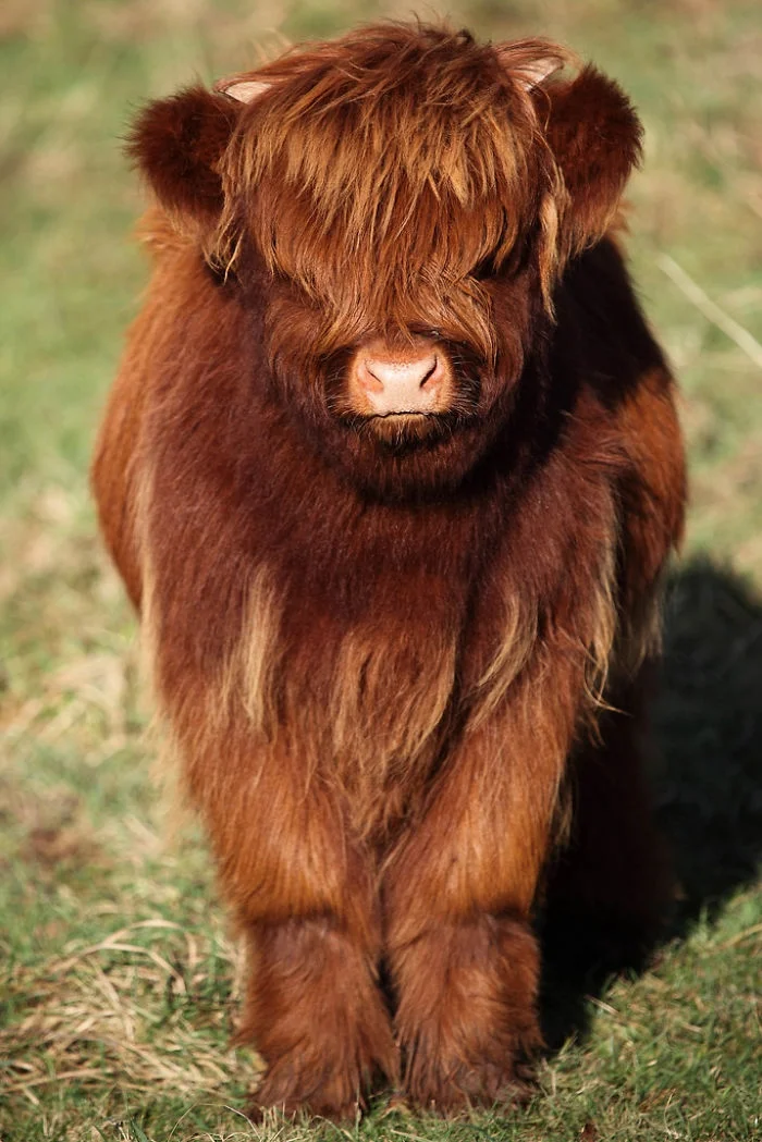 Плюшевые коровки - милые животные, в которых влюбляешься с первого взгляда - фото 343564