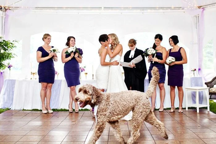 Очень смешные свадебные фото, которые кто-то испортил - фото 349535
