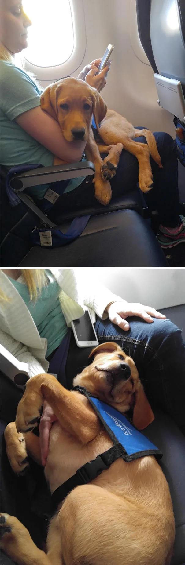 Пухнасті пасажири, або як тварини подорожують літаками - фото 351909