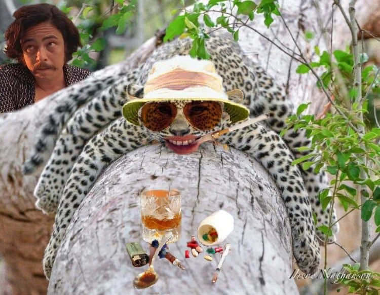 Леопард просто засумував та обняв дерево, а його фото взяли і відфотошопили - фото 348791