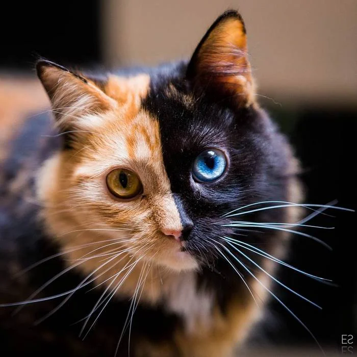 Такого вы еще не видели: окрас и глаза этой кошки поразили сеть - фото 350661