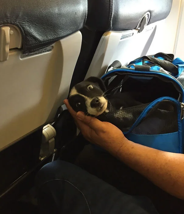 Пухнасті пасажири, або як тварини подорожують літаками - фото 351950