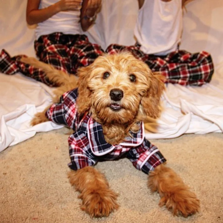 Одинаковые пижамы - именно то, что нужно тебе и твоей собаке - фото 351107