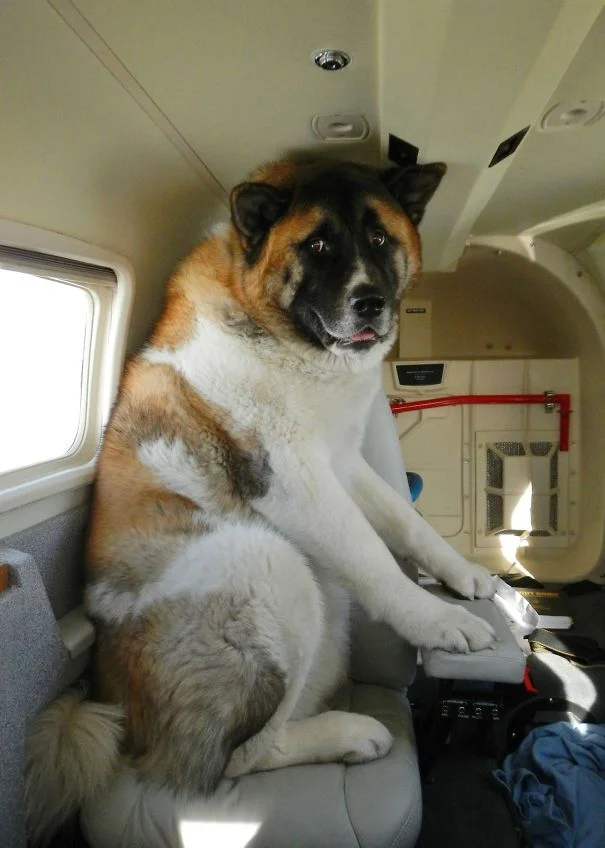 Пухнасті пасажири, або як тварини подорожують літаками - фото 351905