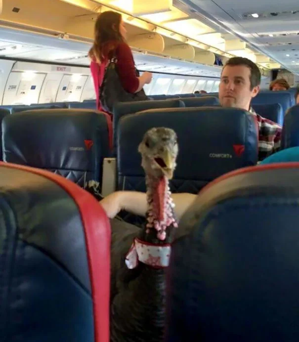 Пухнасті пасажири, або як тварини подорожують літаками - фото 351937
