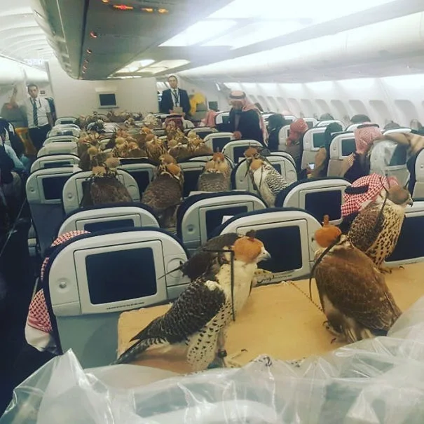 Пухнасті пасажири, або як тварини подорожують літаками - фото 351942