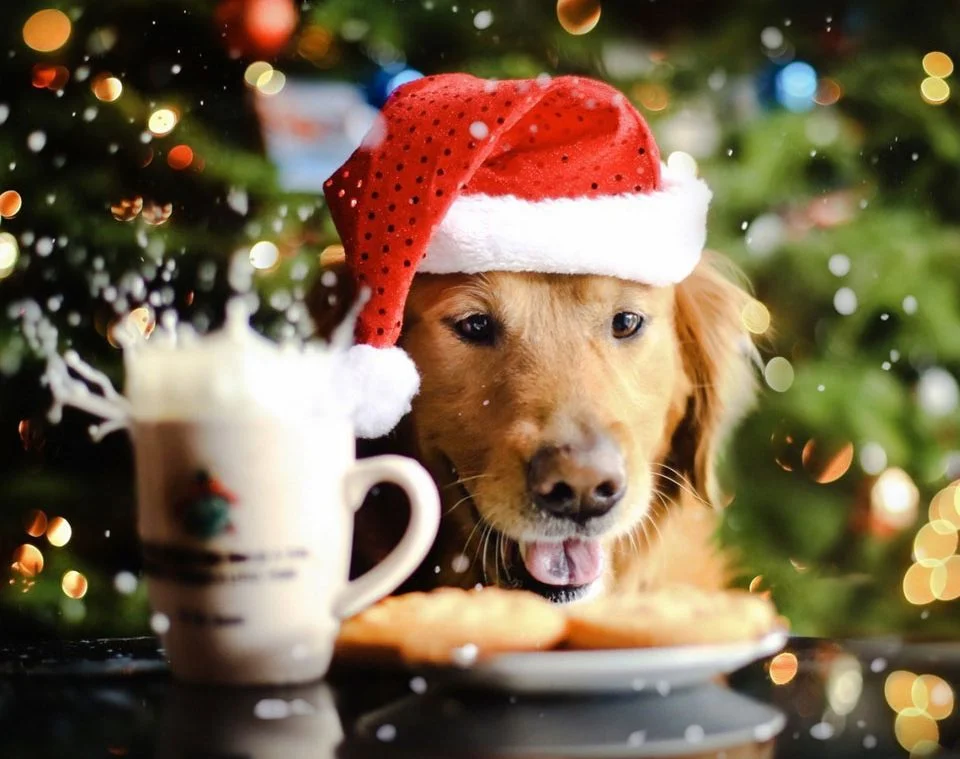 Новый год 2018: в чем встречать новогоднюю ночь и что готовит нам Желтый Земляной Собака - фото 353630
