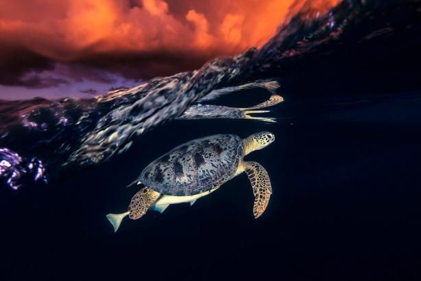 Лучшие фотографии природы 2017: National Geographic показал фантастические снимки - 349459 Лучшие фотографии природы 2017: National Geographic показал фантастические снимки - фото 349459