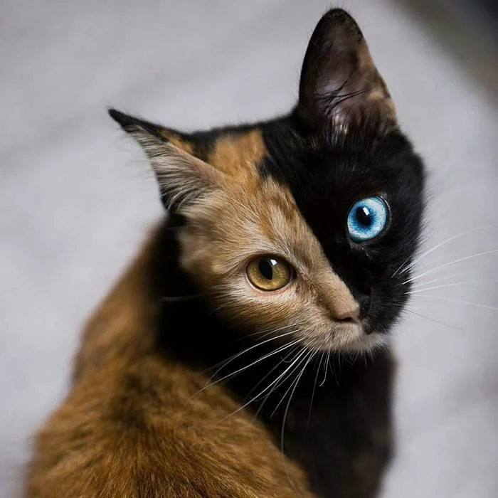 Такого вы еще не видели: окрас и глаза этой кошки поразили сеть - фото 350662