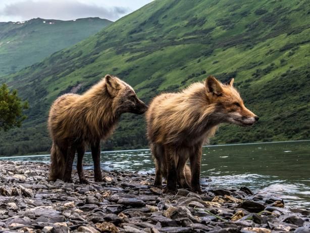 Лучшие фотографии природы 2017: National Geographic показал фантастические снимки - 349458 Лучшие фотографии природы 2017: National Geographic показал фантастические снимки - фото 349458
