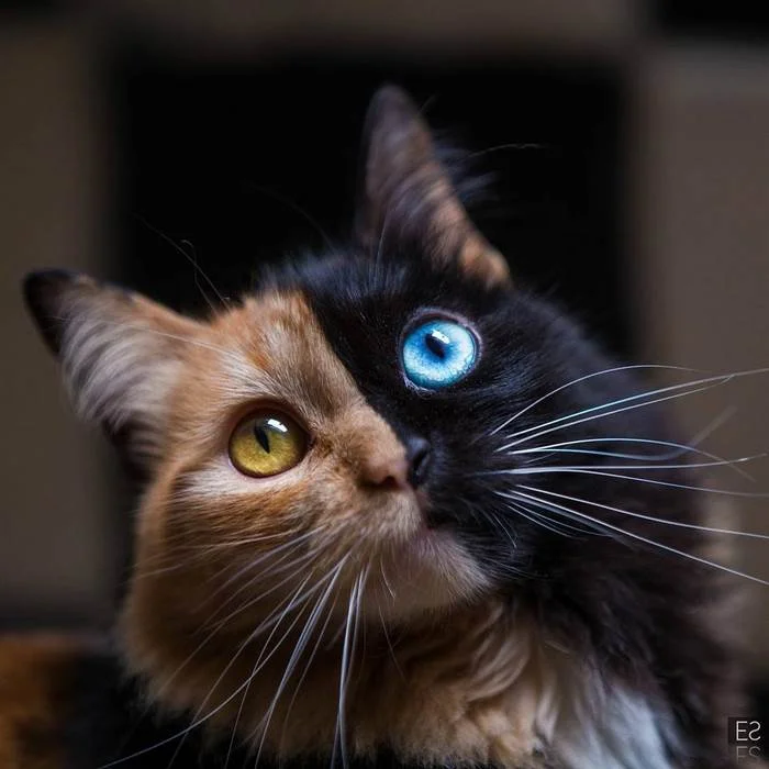 Такого вы еще не видели: окрас и глаза этой кошки поразили сеть - фото 350653