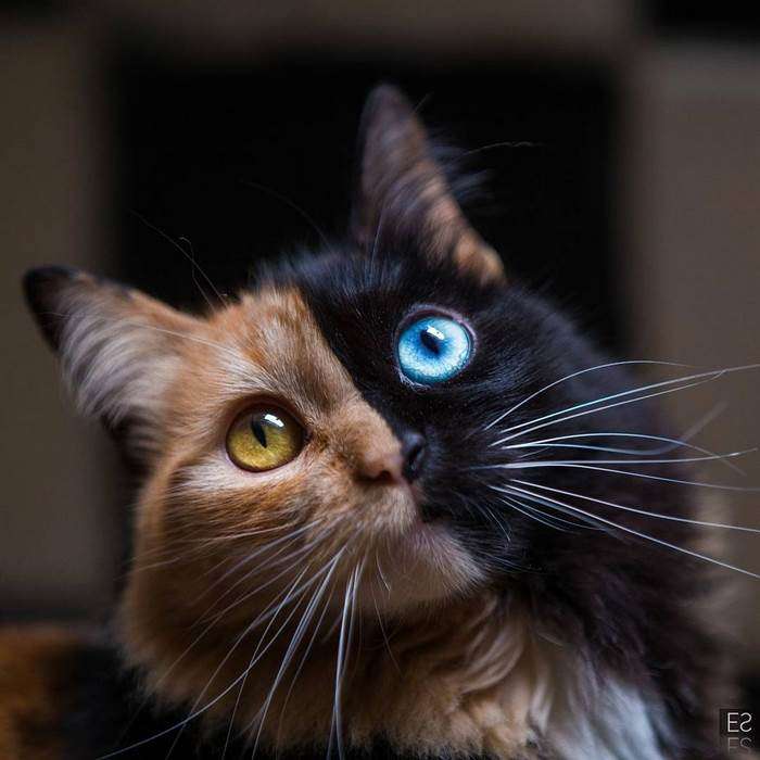 Такого ви ще не бачили: окрас та очі цієї кішки вразили мережу - фото 350653