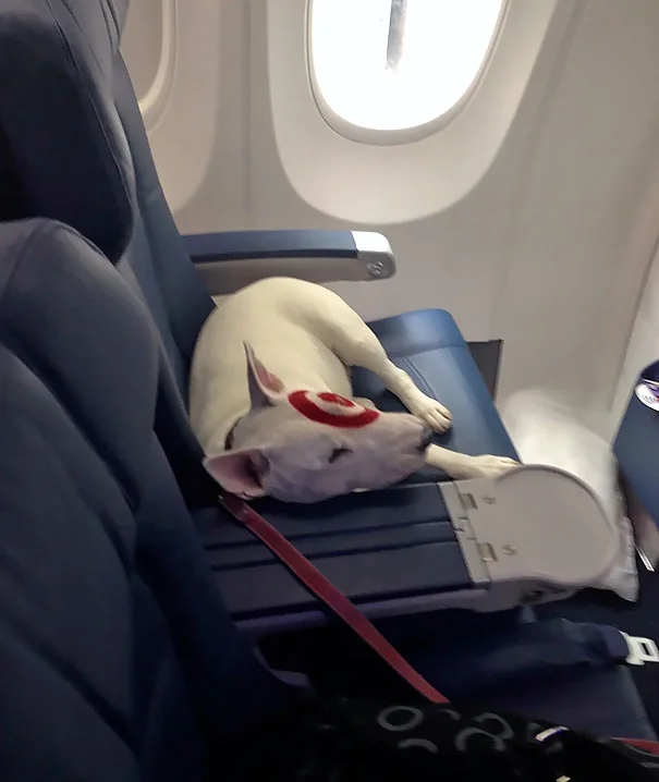 Пухнасті пасажири, або як тварини подорожують літаками - фото 351958