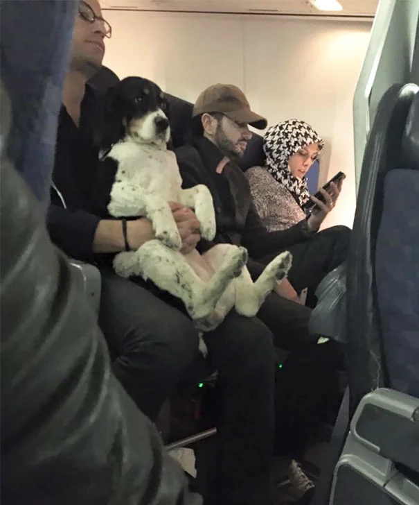Пухнасті пасажири, або як тварини подорожують літаками - фото 351918