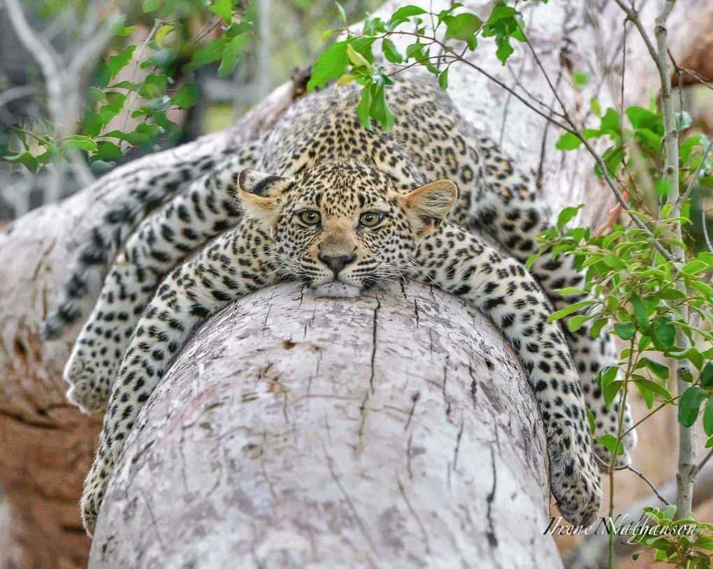 Леопард просто засумував та обняв дерево, а його фото взяли і відфотошопили - фото 348801