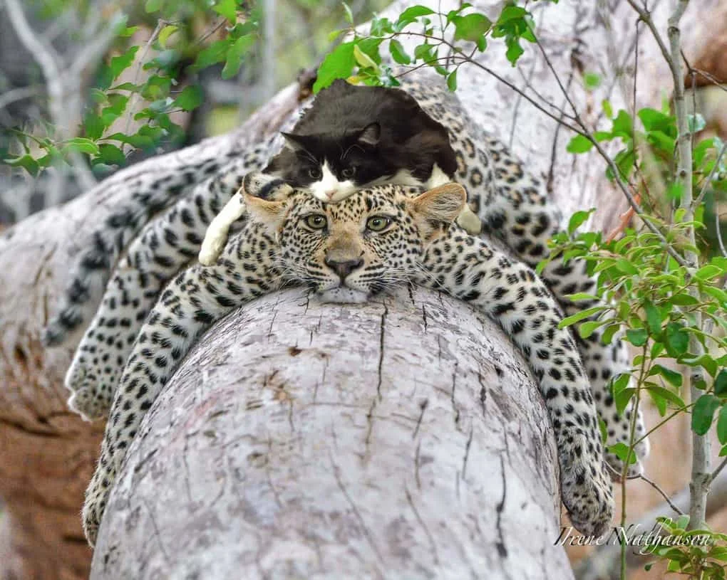 Леопард просто засумував та обняв дерево, а його фото взяли і відфотошопили - фото 348799