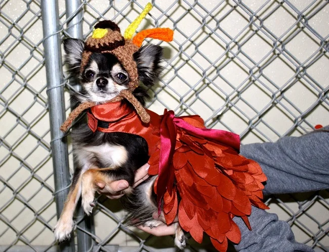 Смешные собаки, которых одели индюшками в честь Дня благодарения - фото 353113