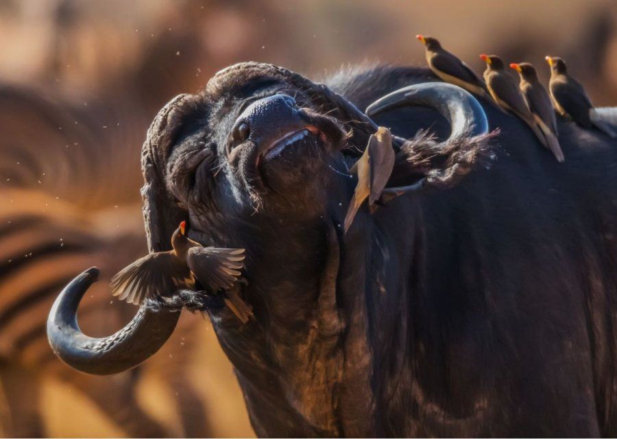 Лучшие фотографии природы 2017: National Geographic показал фантастические снимки - 349452 Лучшие фотографии природы 2017: National Geographic показал фантастические снимки - фото 349452