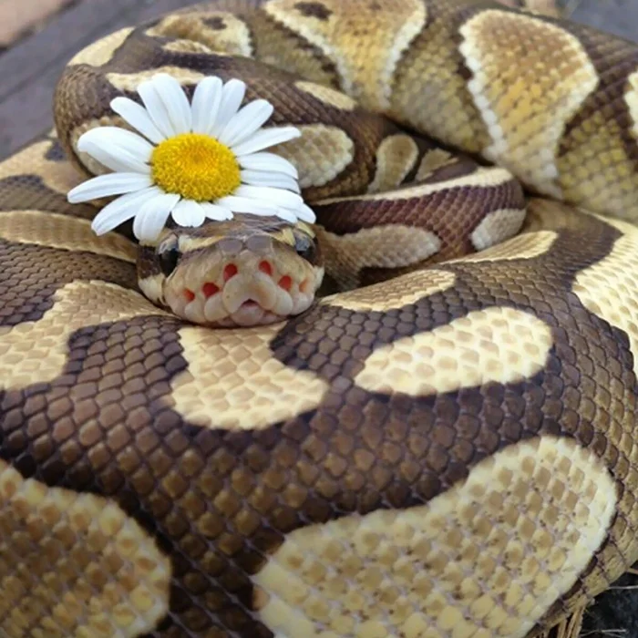 Після цих милих фото ти зрозумієш, що змії - це чарівні істоти - фото 351308
