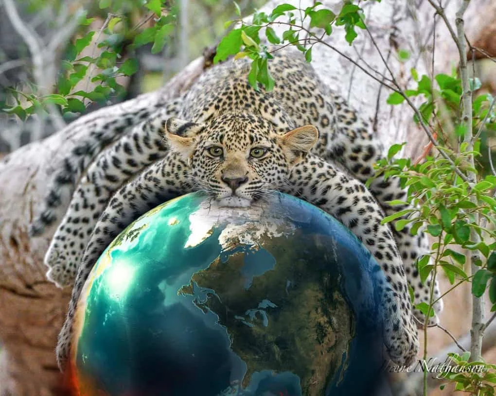 Леопард просто засумував та обняв дерево, а його фото взяли і відфотошопили - фото 348794