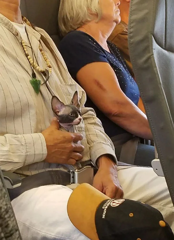 Пухнасті пасажири, або як тварини подорожують літаками - фото 351926