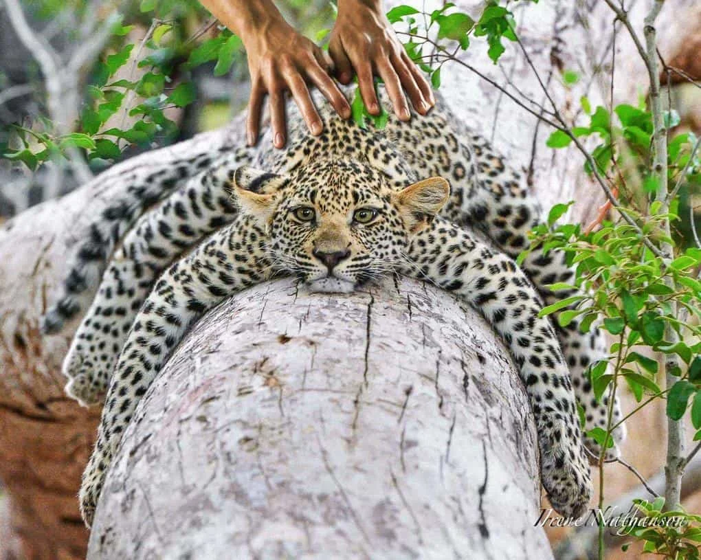Леопард просто засумував та обняв дерево, а його фото взяли і відфотошопили - фото 348800