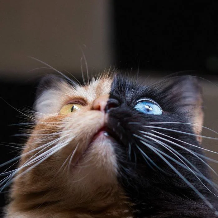 Такого вы еще не видели: окрас и глаза этой кошки поразили сеть - фото 350657