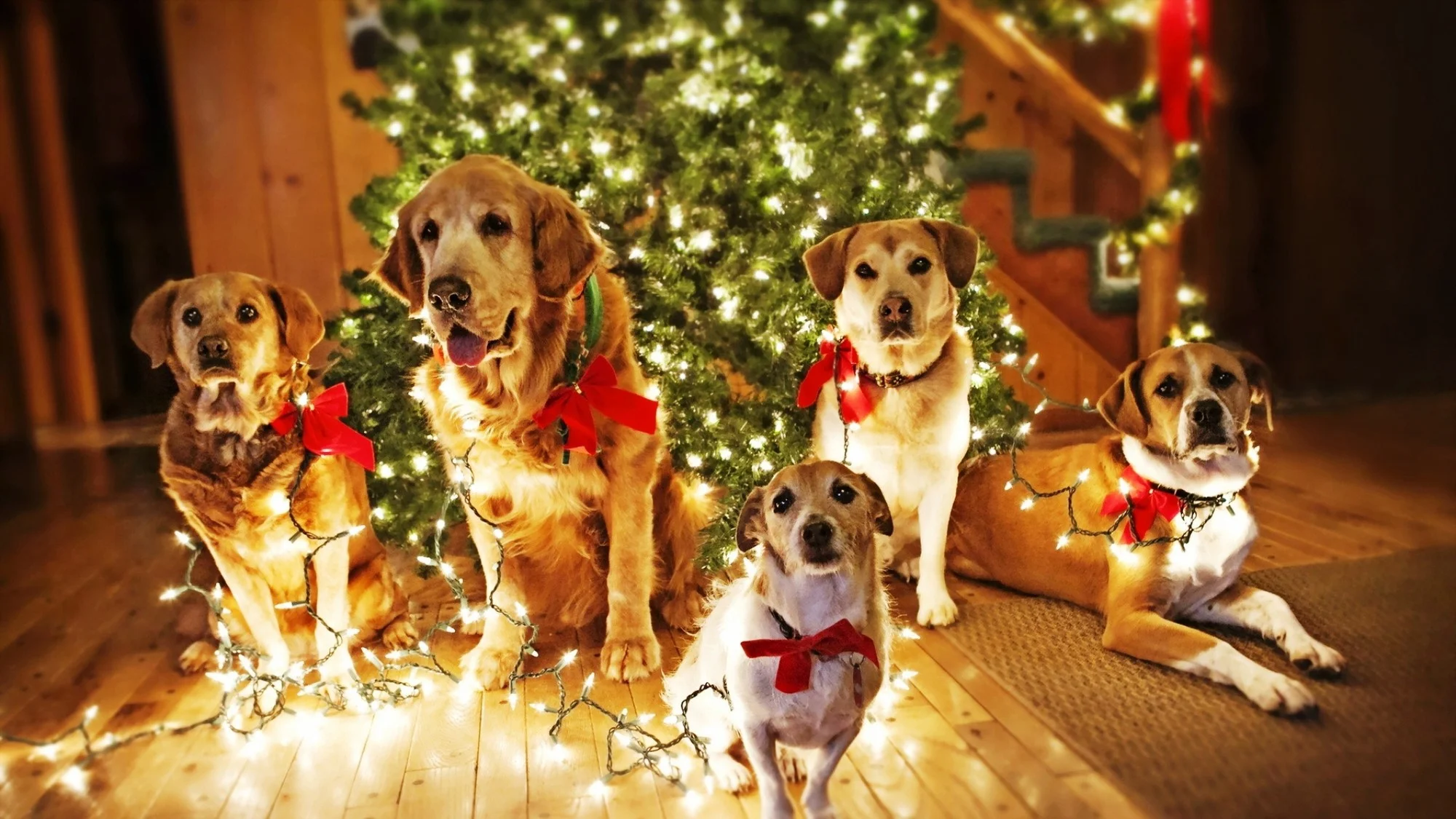 Новий рік 2018: у чому зустрічати новорічну ніч та що готує нам Жовтий Земляний Собака - фото 353631