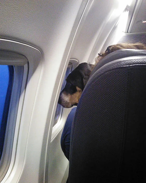 Пухнасті пасажири, або як тварини подорожують літаками - фото 351949