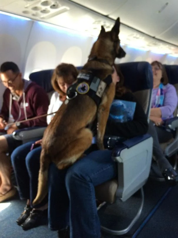Пухнасті пасажири, або як тварини подорожують літаками - фото 351907