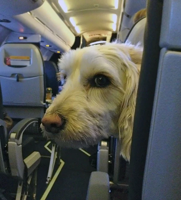Пухнасті пасажири, або як тварини подорожують літаками - фото 351959