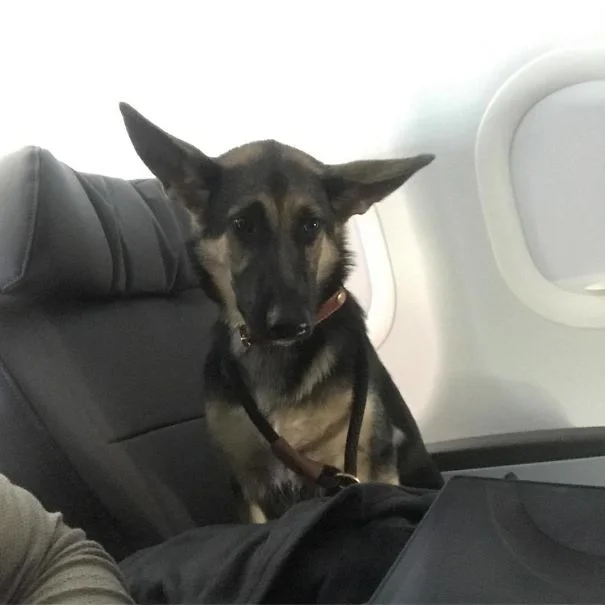 Пухнасті пасажири, або як тварини подорожують літаками - фото 351948