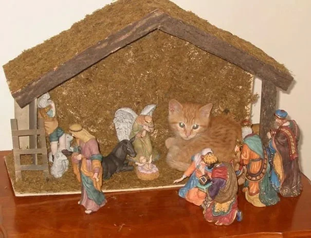 Бесстыжые котики испортили рождественский вертеп, но их это ничуть не волнует - фото 356878
