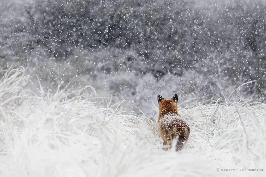 Фотограф показал, как лисы наслаждаются снегом и радуются зиме - фото 358863
