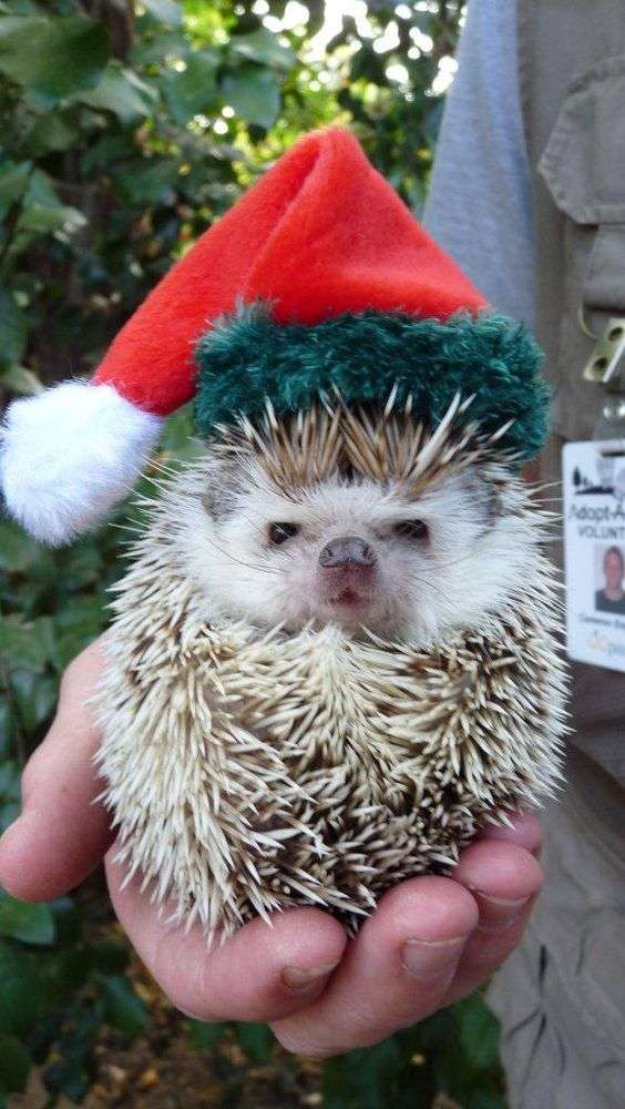 Кумедні тварини в костюмах Санта Клауса зроблять ваше життя більш яскравим - фото 358091