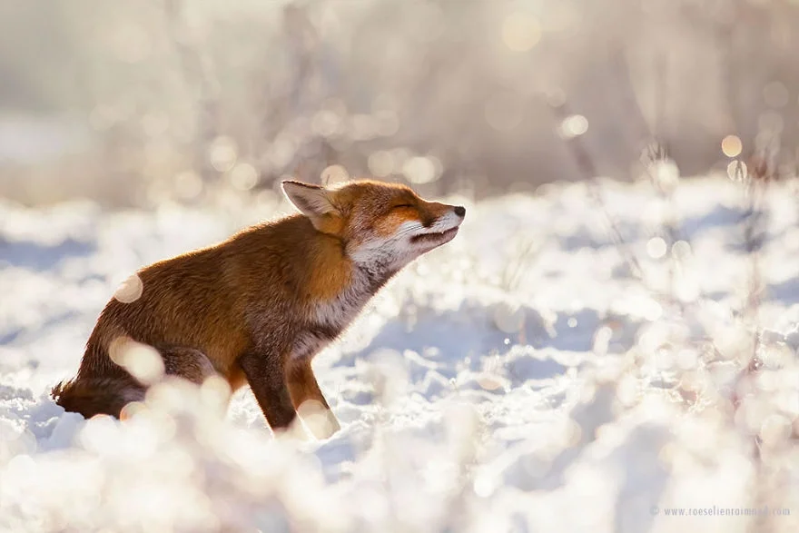 Фотограф показал, как лисы наслаждаются снегом и радуются зиме - фото 358858