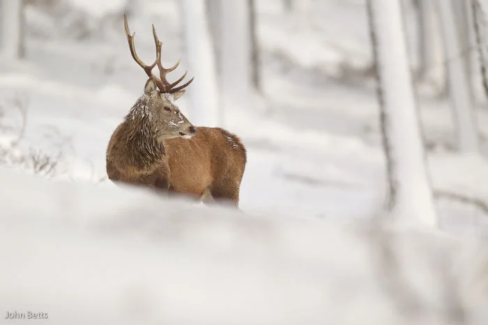 Лесные красавцы: эти фото доказывают, что реакция оленей на снег - бесценна - фото 360724
