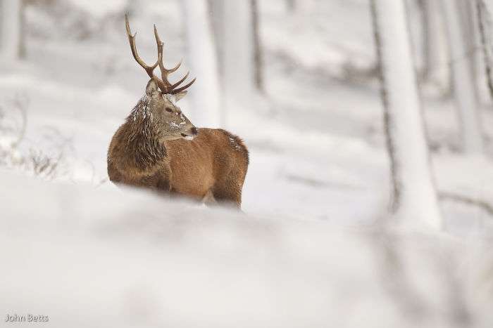 Лісові красені: ці фото доводять, що реакція оленів на сніг - безцінна - фото 360724