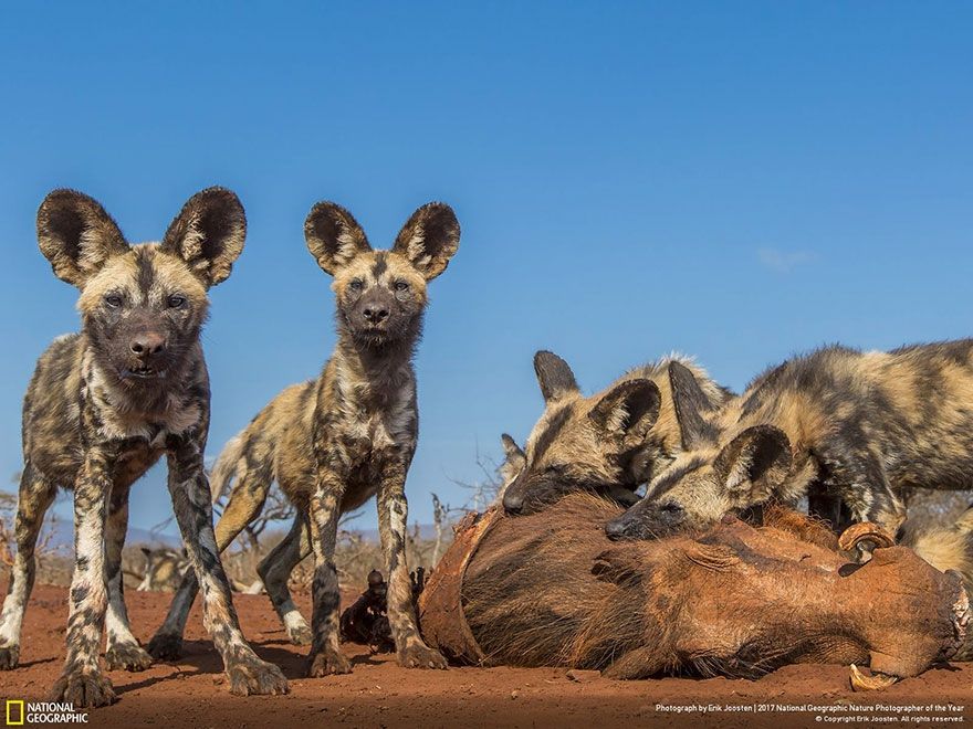 Мурашки по шкірі: National Geographic визначив найкращих фотографів природи 2017 - фото 357694