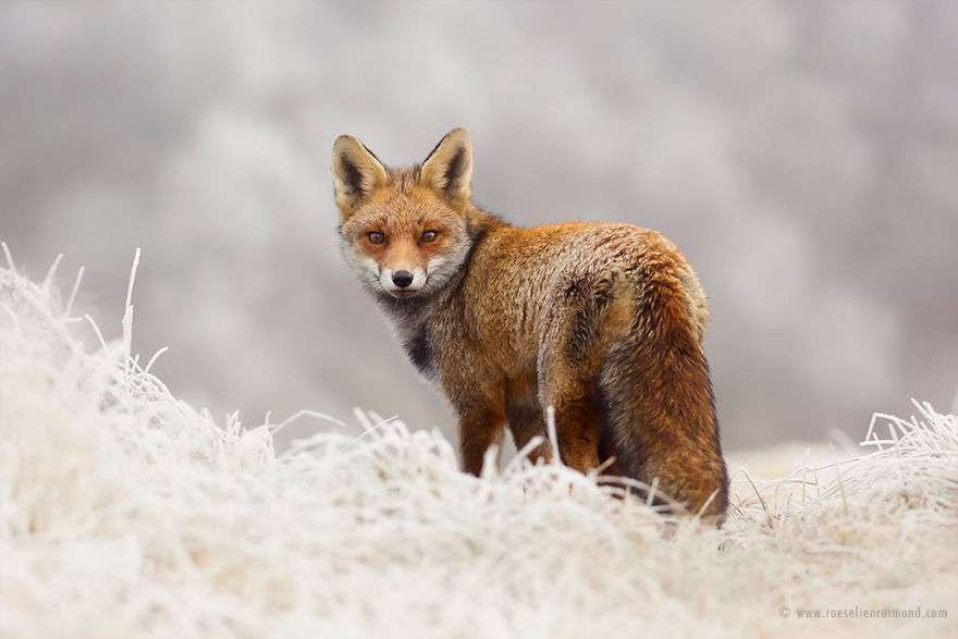 Фотограф показал, как лисы наслаждаются снегом и радуются зиме - фото 358856