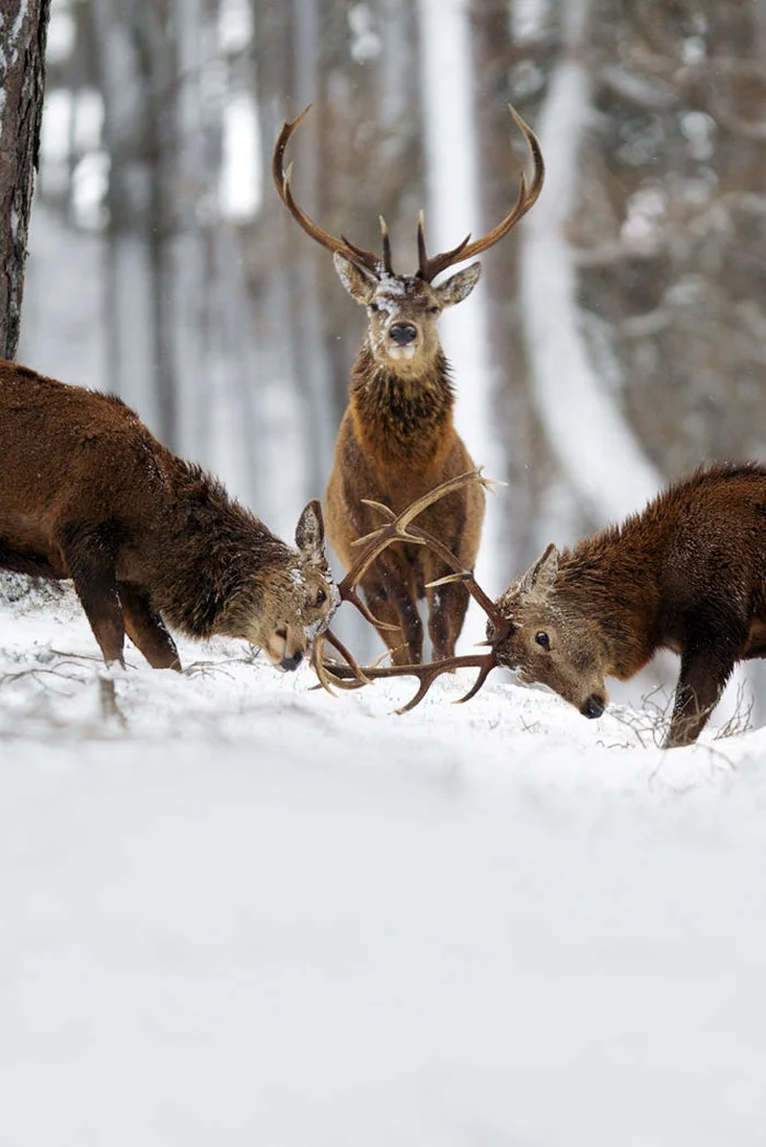 Лесные красавцы: эти фото доказывают, что реакция оленей на снег - бесценна - фото 360723