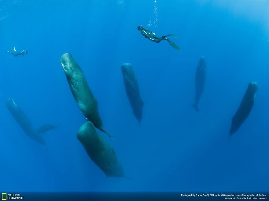 Мурашки по шкірі: National Geographic визначив найкращих фотографів природи 2017 - фото 357638