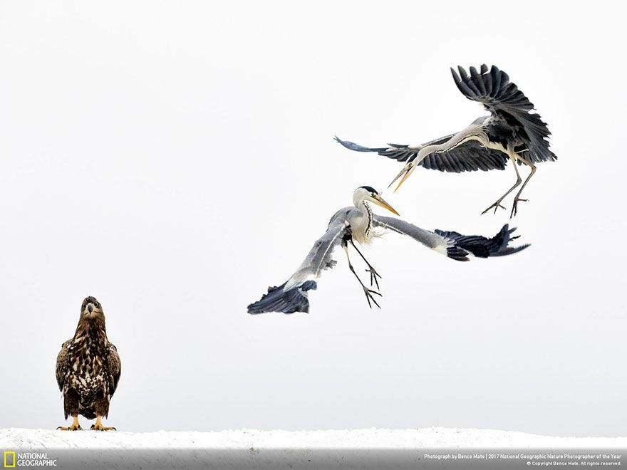 Мурашки по шкірі: National Geographic визначив найкращих фотографів природи 2017 - фото 357643