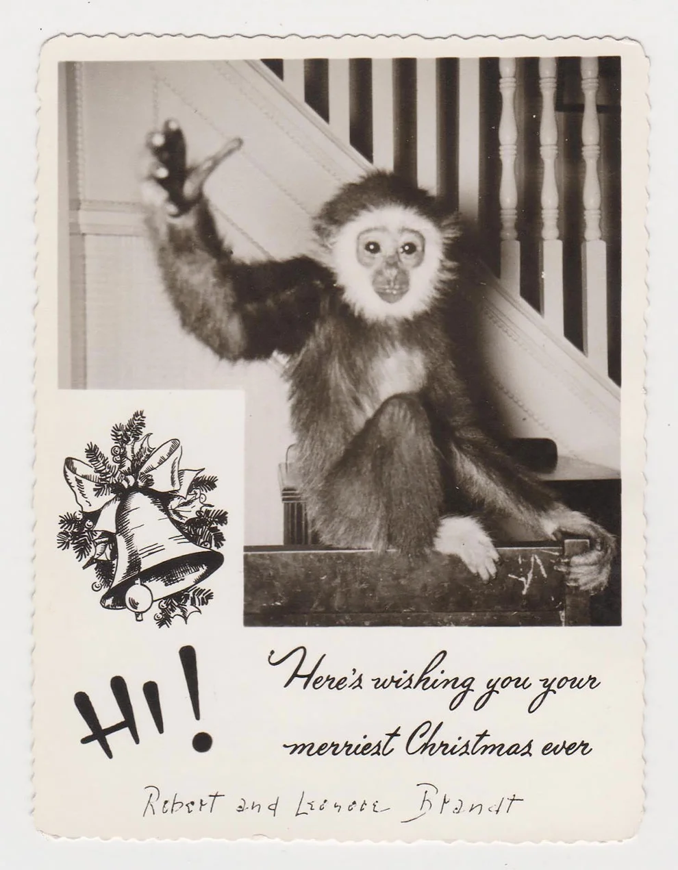 Эти рождественские ретро-открытки с домашними животными рассмешат вас до слез - фото 358657