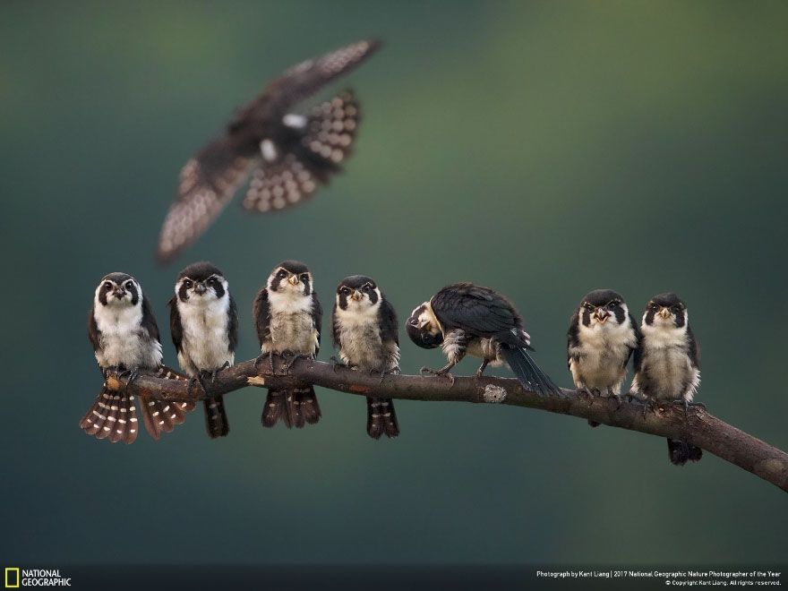 Мурашки по шкірі: National Geographic визначив найкращих фотографів природи 2017 - фото 357639