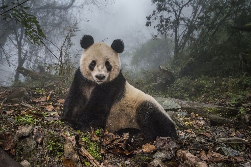 Победители Siena International Photo Awards 2017 - это самые захватывающие фото года - 355539 Победители Siena International Photo Awards 2017 - это самые захватывающие фото года - фото 355539