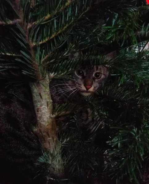 Коты и елки: фото, которые поднимут вам настроение - фото 356644