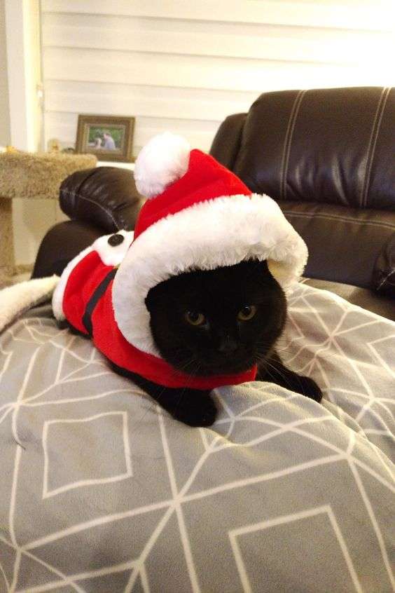 Кумедні тварини в костюмах Санта Клауса зроблять ваше життя більш яскравим - фото 358087
