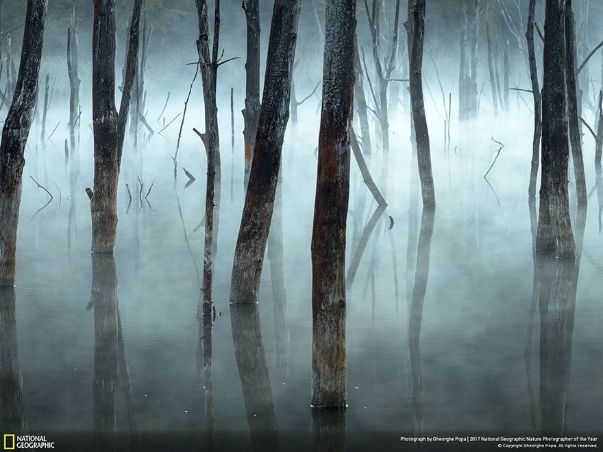 Мурашки по шкірі: National Geographic визначив найкращих фотографів природи 2017 - фото 357678