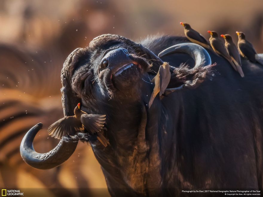 Мурашки по шкірі: National Geographic визначив найкращих фотографів природи 2017 - фото 357645
